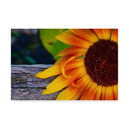 American School 'Sunflower Close Up' Canvas Art,22x32